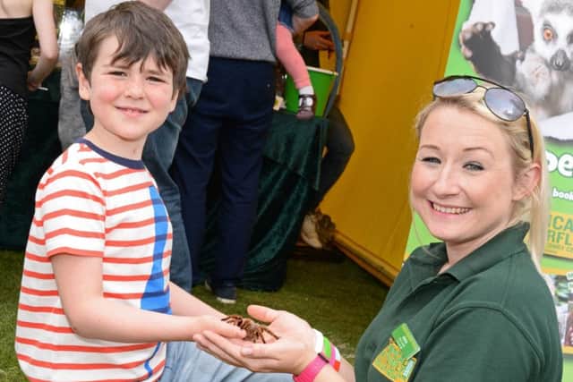 Abigail Carter, Animal Team Leader at the Tropical Butterfly House, introduces Jack Sievwright, seven, of Sheffield, to Rosie the Chilean Rose Tarantula. Picture: Marie Caley NSST Weston Park MC 3