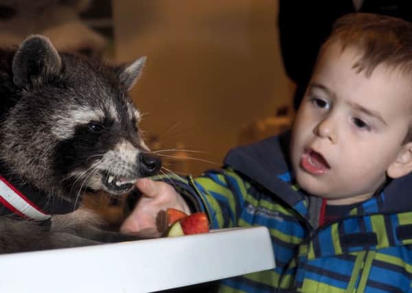 Mayfield Animal Park Encounter Day: William Chambers (2) feeding Oreo the raccoon