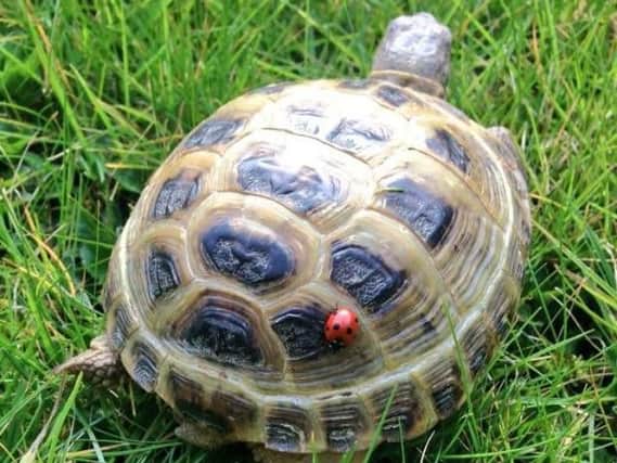 Matilda the Horsfield tortoise