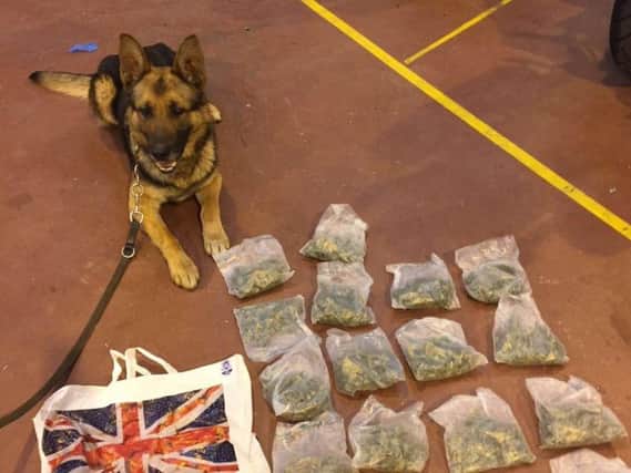 Police dog Khoba with bags of cannabis found in a car