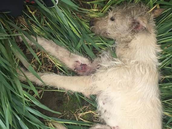 After being used as 'bait' this male lurcher was dumped and left to die in Jubilee Fields in Hatfield.