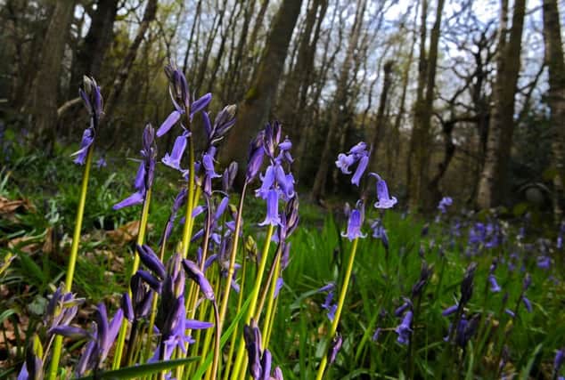 Bluebells in Ecclesall Woods. Picture: Andrew Roe