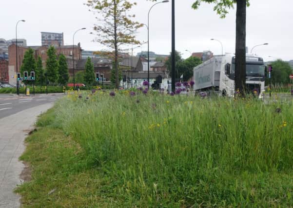 Wilfdflowers in a grass verge in Derek Dooley Way, Sheffield, left to grow long as part of a collaboration between Sheffield Council and Ameys Streets Ahead, the University of Sheffield and Sheffield and Rotherham Wildlife Trust.
