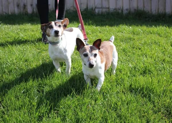 Brother and sister Jack Russell pair Billy, aged 11, and Sadie, aged 12.
