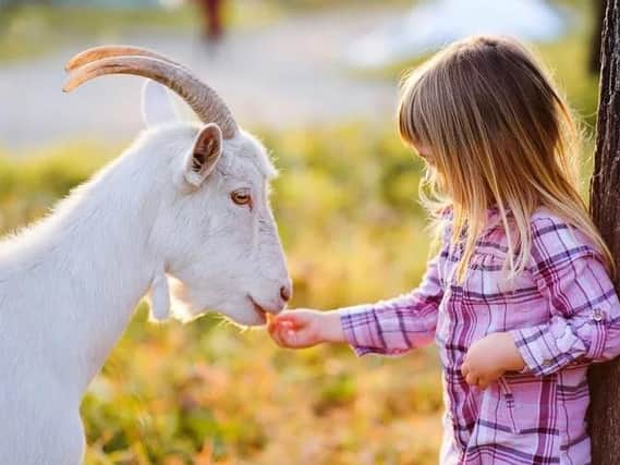 Goats can make the perfect pet
