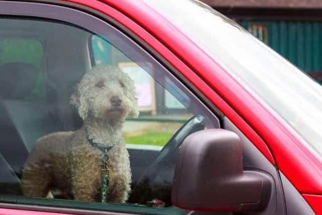Hot dogs car alert