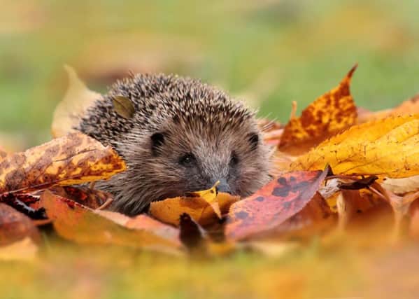 The Sheffield and Rotherham Wildlife Trust is looking for citizen scientists for its Nature Counts project. Photo: Matt Cole