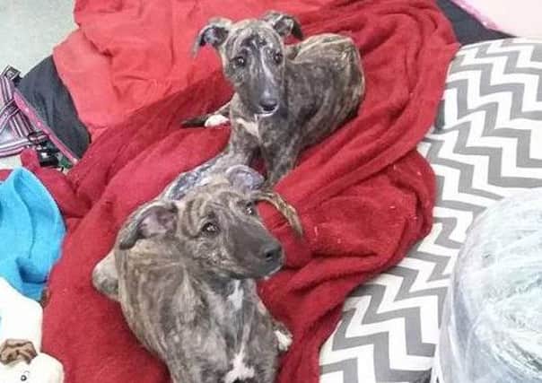 Two lurcher puppies left abandoned in a box at Thornberry Animal Sanctuary.