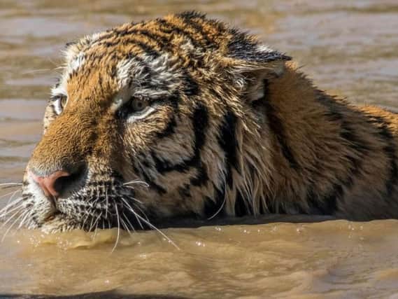 The tigers at Yorkshire Wildlife Park have found the perfect way to cool down in the heat.