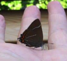 A white letter hairstreak butterfly