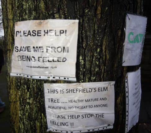 Protesters gather in force to complain about the planned feling of an Elm tree at Chelsea Road