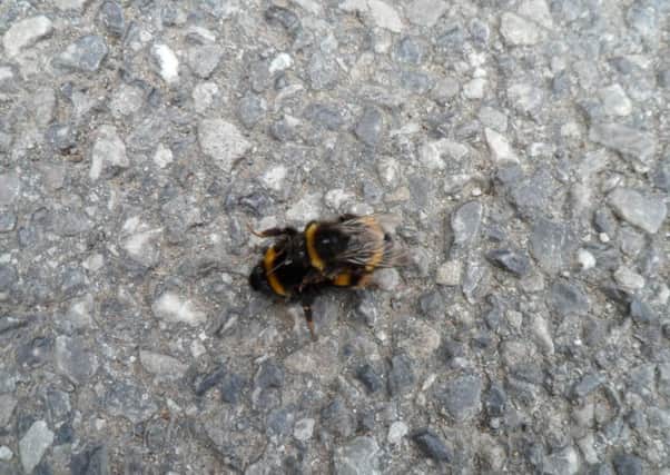 Mating bees?