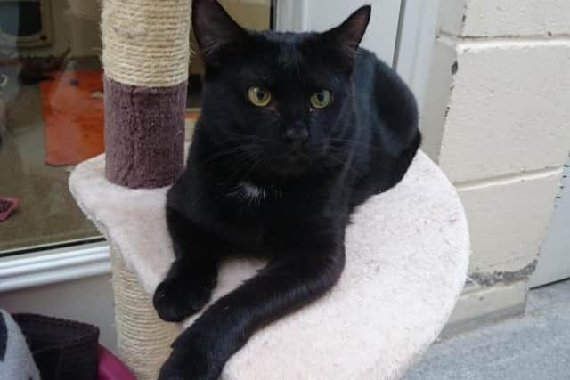 Rutland the cat needs a new home.