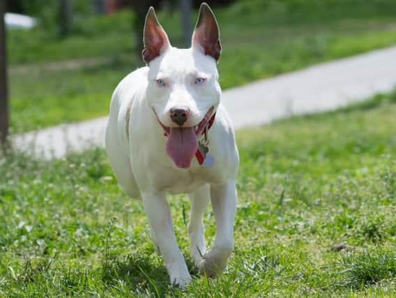 American Pitbull terriers are among the breeds banned under the 1991 Act.