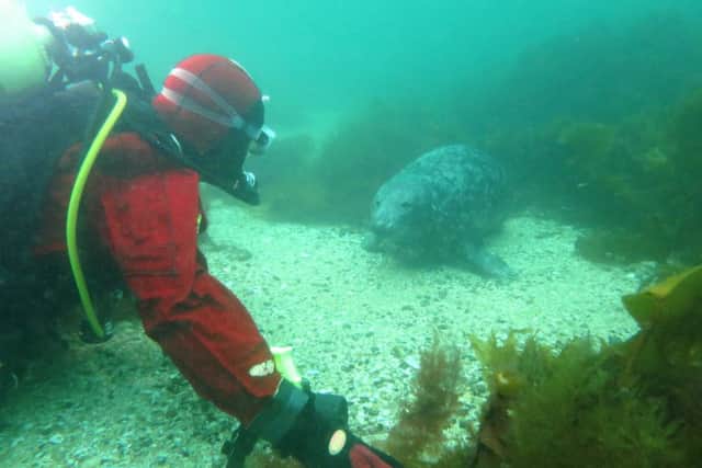 Scuba-diving.....meeting with a seal