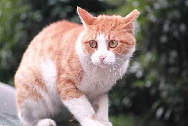 Keep cats stress-free