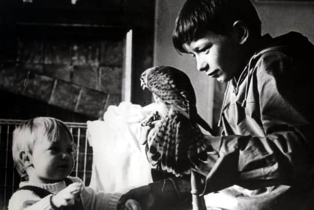 Barry Hines' KesFiled: March 1970David Bradley showing Freeman (one of three kestrels, Freeman, Hardy and Willis who played Kes) to Sally Hines, daughter of author Barry Hines