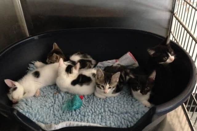 The abandoned kittens.