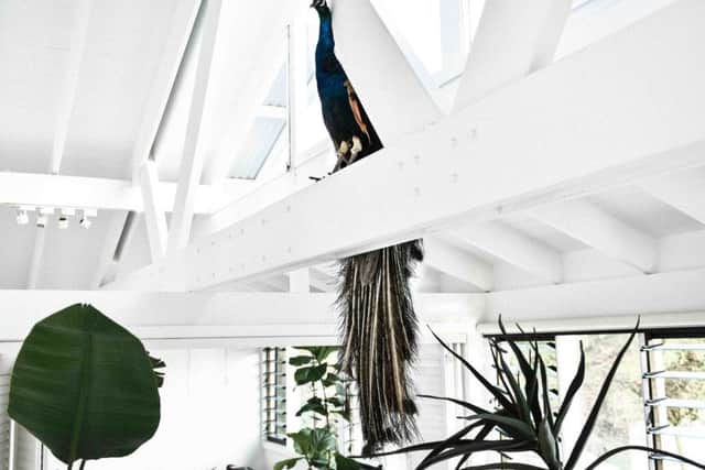 Photo of a colourful faux peacock decorates a beam at Jamie Blakey's home.  Picture: PA Photo/Vincent Fahey.