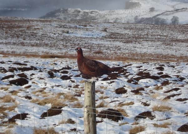 A grouse on the moors in winter.  Matthew bell