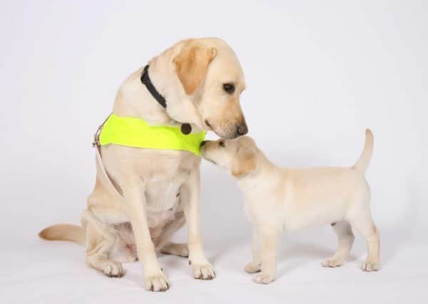 Guide Dog in training with a puppy