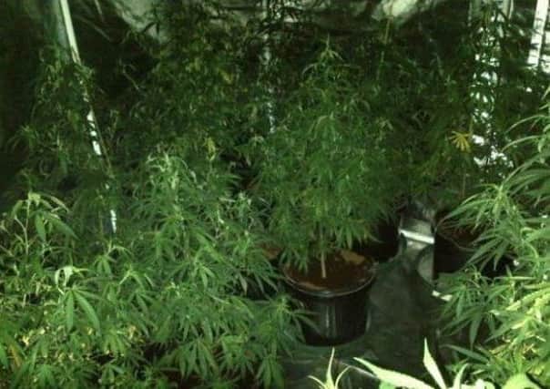 Cannabis plants found in Doncaster