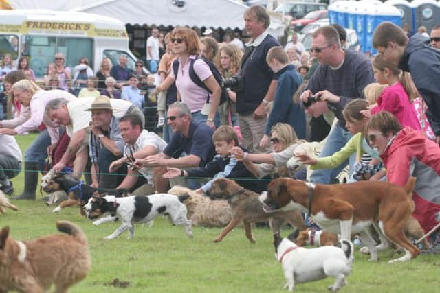 Hounds unleashed