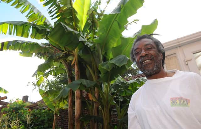 Austin Grant has managed to grow bananas in his back garden. Picture: Andrew Roe
