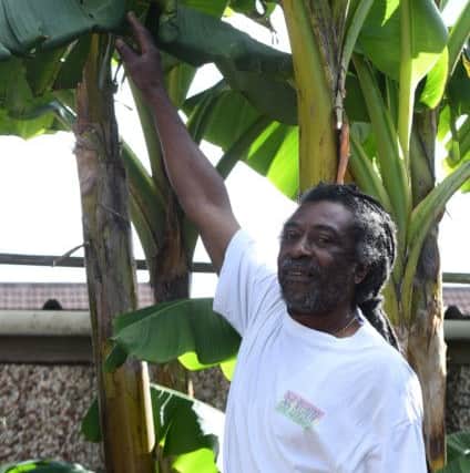 Austin Grant has managed to grow bananas in his back garden. Picture: Andrew Roe
