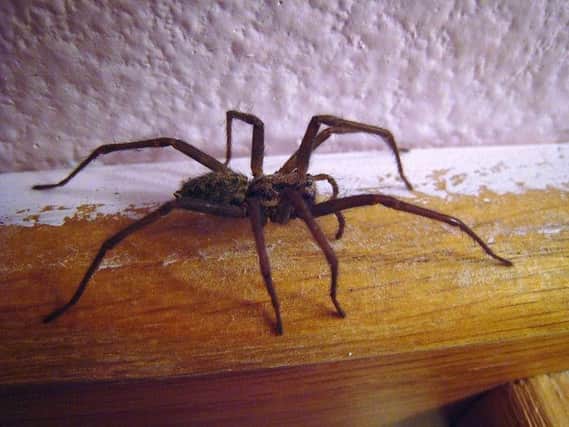 Huge sex crazed spiders the size of mice are set to invade Sheffield.