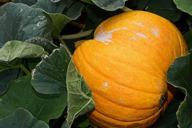 The 80lb Big Max Pumpkin, grown by Sam Squires on his Parson Cross allotment patch. Picture: Marie Caley NDFP Pumpkin MC 6