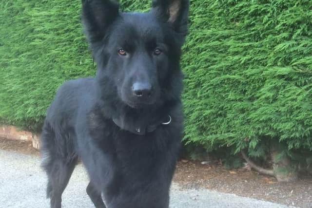 Police dog Dexter