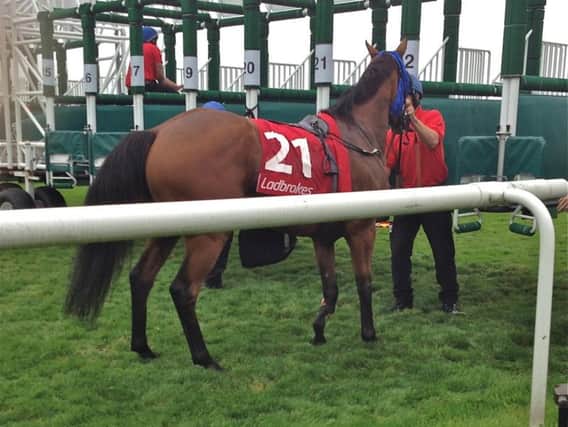 Mukaynis after being freed from the stalls at Doncaster Racecourse. (Photo: Animal Aid).