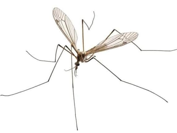Billions of crane flies are heading our way.