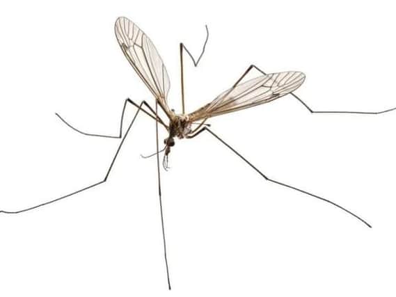 Could a daddy long legs really kill you?