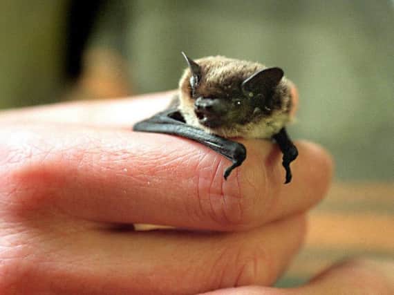 A Savi's pipistrelle bat