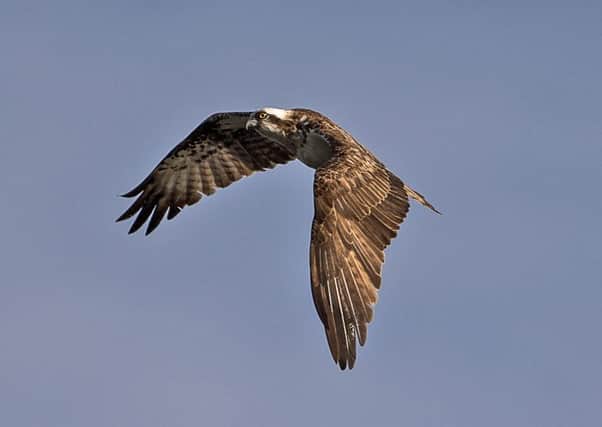 The osprey which was spotted in Doncaster