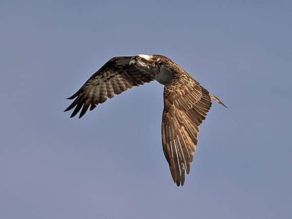 The osprey at Potteric Carr.