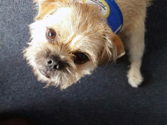 Fudge is training to be a Disability Assistance Dog at Support Dogs Sheffield