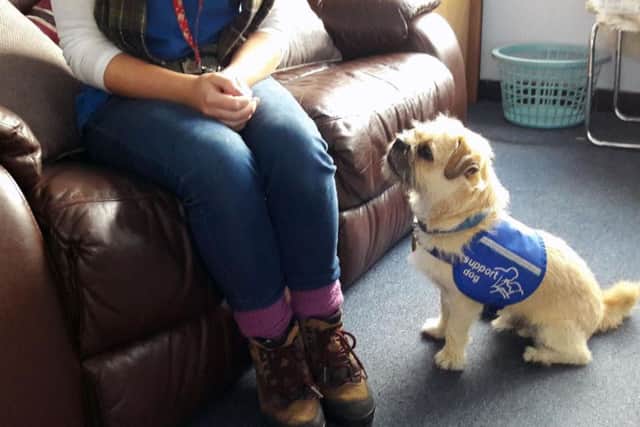 Fudge has learnt to automatically bring a ringing telephone to his disabled owner