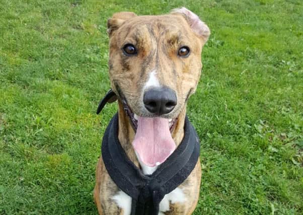 Jack the Lurcher looking for a new home