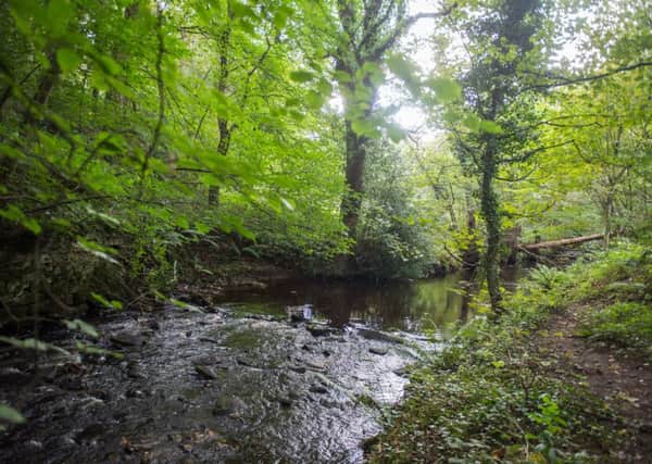 The Rivelin Valley in Sheffield where new flood defences are being proposed