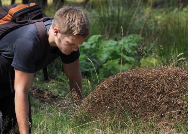Northern hairy wood ant research at Longshaw: George Talbot monitoring a nest
