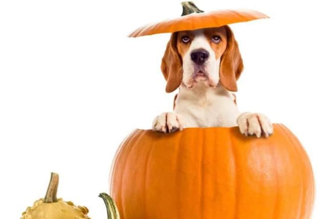 Pumpcanine