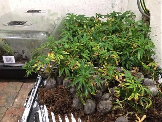Cannabis found in raids in Rotherham