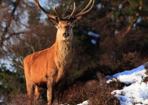 Red deer stag in the snow near White Edge, seeking shelter in the woodlands
