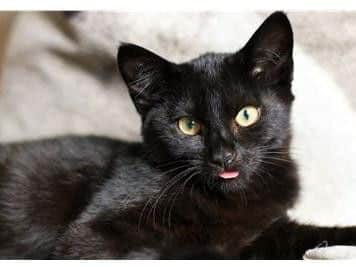 National Black Cat Day