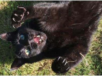 National Black Cat Day winner Caspar
