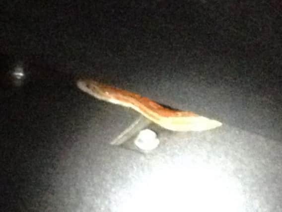 The snake inside the car. Picture: Central Motorway Police Group Twitter