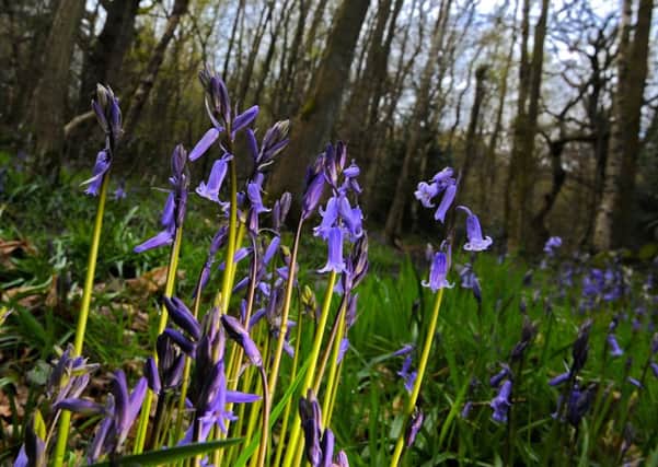 Bluebells in Ecclesall Woods. Picture: Andrew Roe